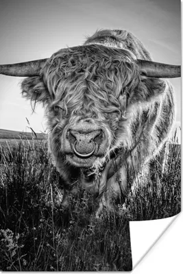 Produktbild von MuchoWow® Poster Schottischer Highlander - Schwarz und Weiß 120x180 cm - Kunstposter