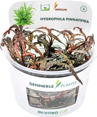 Produktbild von Wasserfreund braun - Hygrophila pinnatifida In-Vitro