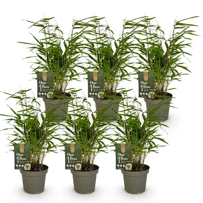 Produktbild von Green boutiQ - Bambus - Fargesia Rufa - Immergrün - Nicht Ausbreitend - Grün - 6 Pflanzen - Topf 14cm - Höhe 35cm