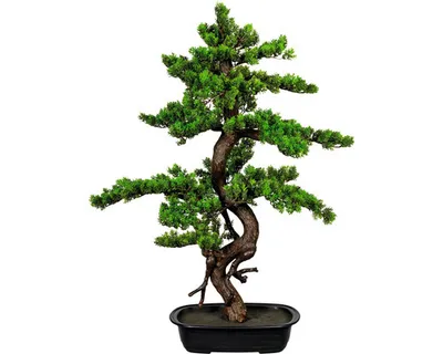 Produktbild von Kunstpflanze Bonsai Myrte Ø 55 Höhe: 85 cm grün