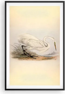Produktbild von Gerahmtes Poster - Schwarzer Rahmen - Vogel Weiß Reiher - 61x91,5 cm - Wand Bild - Wanddeko - Wandbilder - Kunstposter - Wandposter - Bilderrahmen - Bilder - Kunstdruck - P2BPA61x91-4979