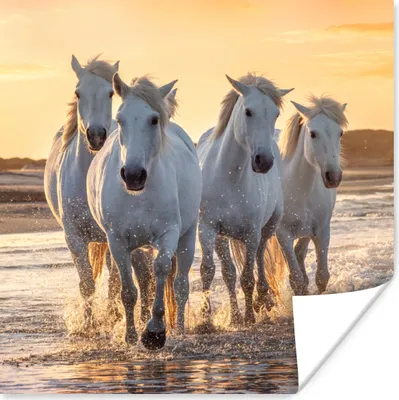 Produktbild von MuchoWow® Poster Pferde - Wasser - Strand - Tiere 50x50 cm - Wohnzimmerdekoration