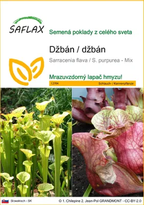 Obrázok produktu pre SAFLAX - džbán / džbán - Sarracenia flava / S. purpurea - Mix - 10 Semená
