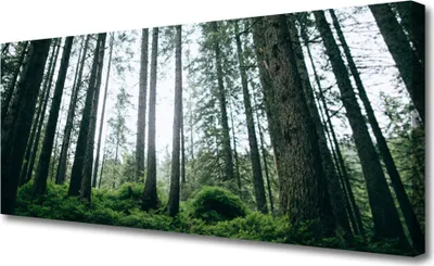 Produktbild von Tulup Leinwand-Bilder 125x50 Wandbild Canvas Kunstdruck Wald Natur