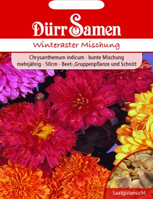 Produktbild von Dürr-Samen - Chrysanthemum indicum Winteraster - Saatgut - 1015