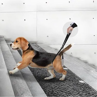 Image de Aide aux chiens souffrant de problèmes aux pattes arrière - Noir - Soutien aux chiens handicapés