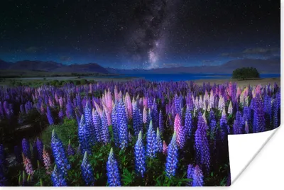 Produktbild von MuchoWow® Poster Blumen - Nacht - Lupine - Sternenhimmel - Lila - Natur 120x80 cm - Bilder