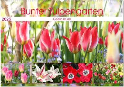 Produktbild von Bunter Tulpengarten (Wandkalender 2025 DIN A2 quer), CALVENDO Monatskalender