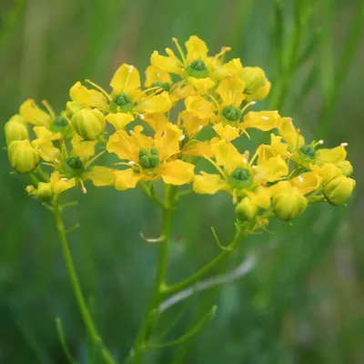 Produktbild von 6 x Weinraute - Ruta graveolens  | Topf 9cm x 9cm