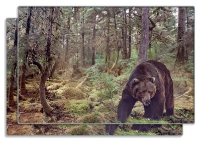 Produktbild von Wallario Frühstücksbrettchen 2er Set aus Glas, je 20 x 30 cm, mit rutschfesten Füßen, Motiv Gefährlicher Grizzlybär im Wald
