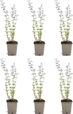 Image de Bloomique - Lot de 6 - Nepeta Walker's Low - Cataire - Rustique - Vivace - Mellifère - Hauteur 10-20 cm - Pot 9 cm