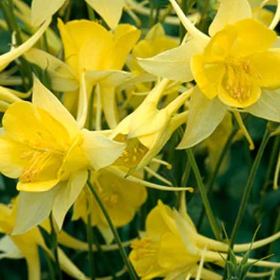 Produktbild von 6 x Langspornige Akelei  - Aquilegia chrysantha 'Yellow Queen'  | Topf 9cm x 9cm