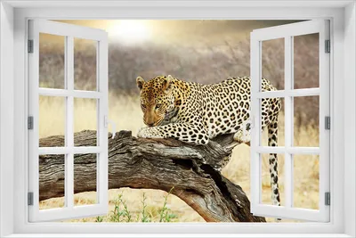 Produktbild von Wallario Wandbild aus Acryl, 60 x 90 cm, freischwebende Optik - Leopard auf Baumstamm in Afrika mit Fenster-Illusion