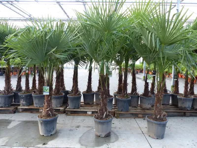 Produktbild von 3 Stück XXL+ Palme winterhart 190 - 220 cm Trachycarpus fortunei, Hanfpalme,