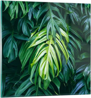 Produktbild von Bilder auf glas - Blume Natur - 40x40cm - Glasbilder - Wandbilder - Bilder - Kunstdruck - zum Aufhängen bereit - Wanddekoration aus Glas - Glas Bilder - Wandbild auf Glas - Einteilig - GAC40x40-3951