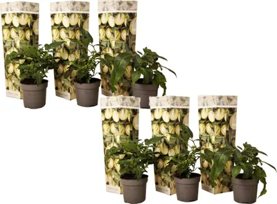 Six potted plants with decorative sleeves are arranged in two rows.