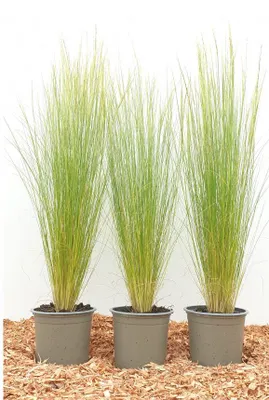 Produktbild von Stipa tenuissima 'Ponytails', Zartes Federgras, ca. 9x9 cm Topf