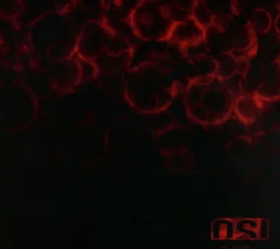 Produktbild von Blood (Re-Issue+Bonus)