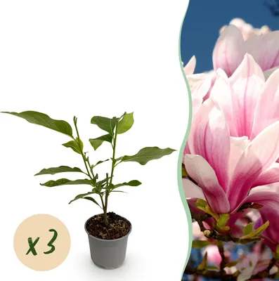 Image de Green boutiQ - Plante de jardin - Magnolia soulangeana - Fleurs roses - 3 plants - À feuilles caduques - Peu d'entretien - Pot de 12 cm, hauteur 30 cm