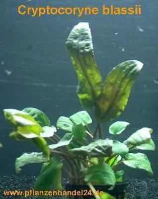 Produktbild von 1 Topf Cryptocoryne blassii, Tropica, Aquarium