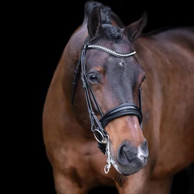 Kandarenzaum ohne Zügel, anatomisch, Strass-Stirnband, schwarz, Cob
