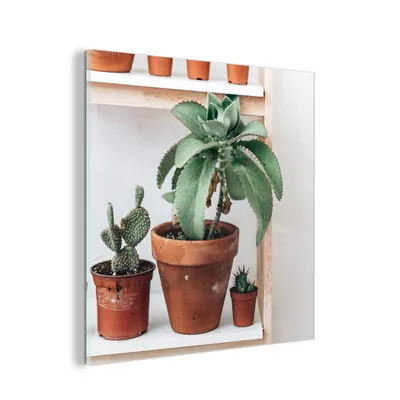 Obrázok produktu pre MuchoWow® Sklenené obrazy - Obrazy na stenu - Foto na skle Kaktusy na poličke 50x50cm Nástenná dekorácia zo skla - akrylový sklenený obraz - akrylové obrazy