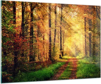 Produktbild von Bilder auf glas - Wald Baum Natur - 100x70cm - Glasbilder - Wandbilder - Kunstdruck - zum Aufhängen bereit - Wanddekoration aus Glas - Glas Bilder - Wandbild auf Glas - Einteilig - GAA100x70-3718