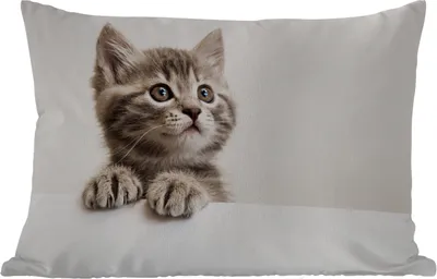 Produktbild von MuchoWow® Outdoor Kissen - Katze - Grau - Tiere - 50x30 cm - Wetterfest - Lounge Kissen - Sofa kissen - Wohnzimmer Dekoration