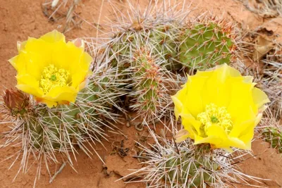 Produktbild von Opuntia - Freiland Kakteen Mischung - 20 Samen