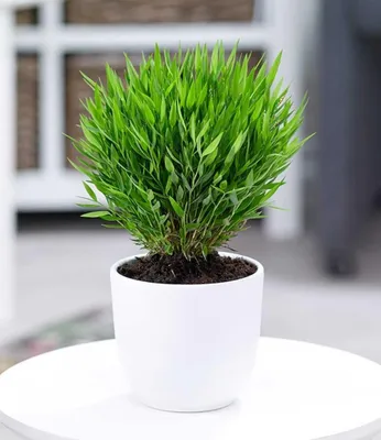 Produktbild von BALDUR-Garten Zimmerbambus, 1 Pflanze Zimmerpflanze Pogonatherum paniceum Monica Zimmerpflanze