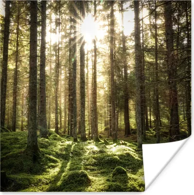 Produktbild von MuchoWow® Poster Wald - Moos - Baum 30x30 cm - Wandposter - Printing