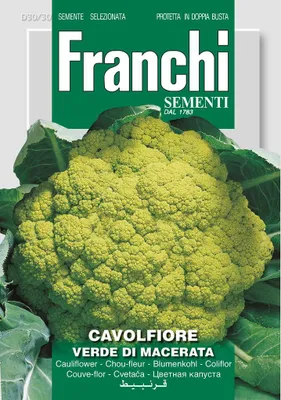 Produktbild von Samen - BLUMENKOHL ´CAVOLFIORE VERDE DE MACERATA´
