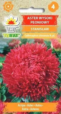 Zdjęcie produktu dla Aster wysoki peoniowy STANISŁAW NAsiona kwiatów - 449 Toraf