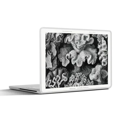 Produktbild von MuchoWow® Laptop Aufkleber Sticker Cover Kunst - Koralle - Ernst Haeckel - Alte Meister - Natur 36.5x27.5 cm - Laptop-Sticker