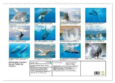 Produktbild von Buckelwale: Aus den blauen Tiefen der Ozeane (Wandkalender 2026 DIN A2 quer), CALVENDO Monatskalender
