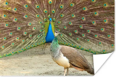 Produktbild von MuchoWow® Poster Pfaue - Vögel - Federn 90x60 cm - Schlafzimmer