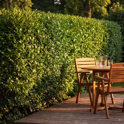 Produktbild von Stauden Gänge 10 x Ligustrum ovalifolium - Ovalblättriger Liguster - halbimmergrüne Heckenpflanze, schnittverträglich - Lieferhöhe ca. 20-30 cm