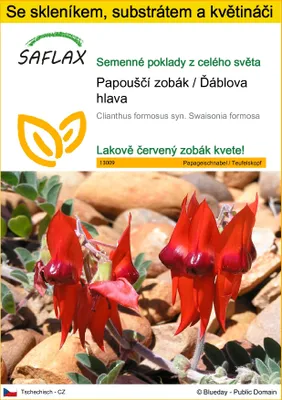 Obrázek produktu pro SAFLAX Kultivační sada - Papouščí zobák / Ďáblova hlava - Clianthus formosus syn. Swaisonia formosa - 20 Semena - S mini skleníkem, pěstebním substrátem a 2 květináči