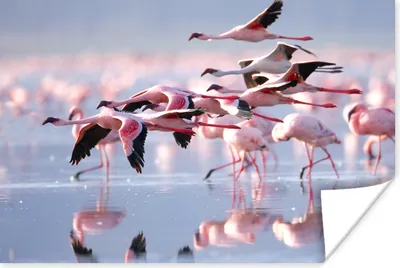 Produktbild von MuchoWow® Poster Rosa Flamingos auf dem Wasser 180x120 cm - Fotoplakat