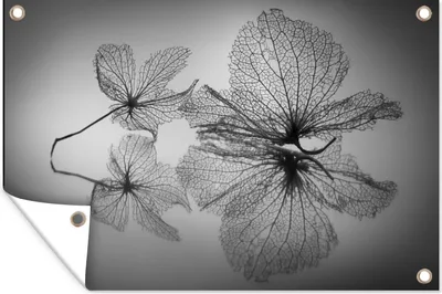Produktbild von MuchoWow® 120x80 cm Outdoor-Poster Gartendeko Sichtschutz Garten Poster für den Garten  Stilleben - Schwarz - Weiß - Blätter
