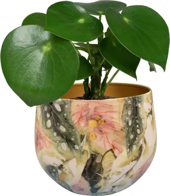 A green plant in a decorative pot.