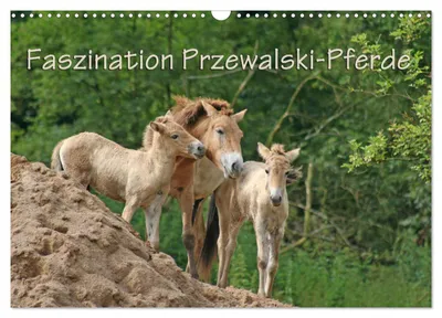 Produktbild von Faszination Przewalski-Pferde (Wandkalender 2027 DIN A3 quer), CALVENDO Monatskalender
