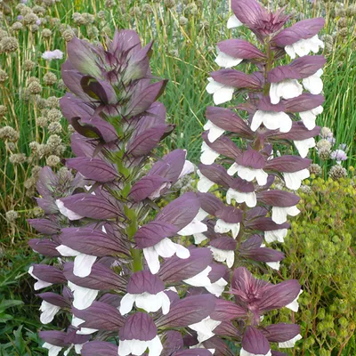 Image de 6 x Griffe d'ours  - Acanthus mollis 'Albiflorus'  | Pot 9 cm x 9 cm