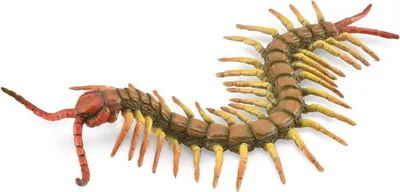 Image de COLLECTA Mille-pattes - (L)