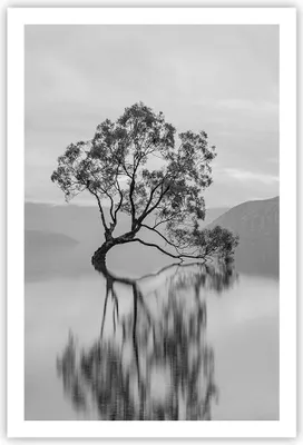 Produktbild von Poster - Poster ohne Rahmen - Baum Symmetrie See - 61x91,5 cm - Wand Bild - Wanddeko - Wandbilder - Kunstposter - Wandposter - Bilder - Kunstdruck - Wanddekoration - Wandbild - P2XPA61x91-4514