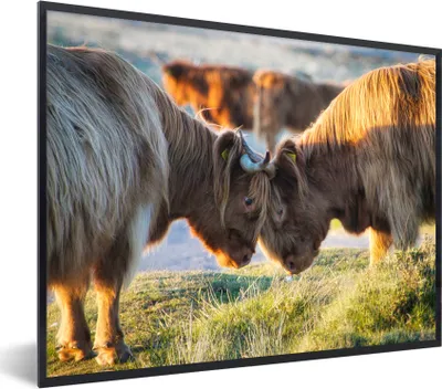Produktbild von MuchoWow® Gerahmtes Poster Schottische Highlander - Tiere - Sonne 40x30 cm - Poster mit Schwarzem Bilderrahmen Wandposter Rahmen Foto Bilder - Kunstposter - Wanddekorationen