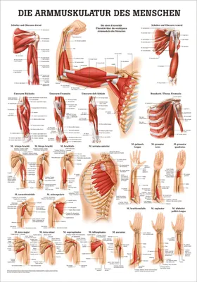Produktbild von Armmuskulatur Mini-Poster Anatomie 34x24 cm medizinische Lehrmittel