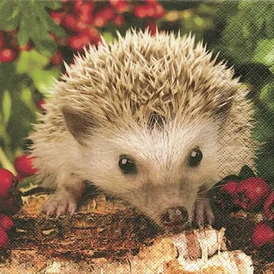 Produktbild von 20 Servietten Barnie - Der Igel Barnie 33x33cm