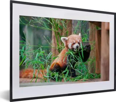 Produktbild von MuchoWow® MuchoWow® Gerahmtes Poster Roter Panda - Bambus - Grün 40x30 cm - Poster mit zchwarzem Bilderrahmen - Bilderrahmen - Poster im Rahmen