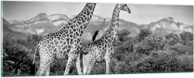 Produktbild von Bilder auf glas - Einteilig - Giraffen Schwarzweiß Fotografie - 90x30cm - Glasbilder - Wandbilder - Bilder - Wanddekoration aus Glas - Glas Bilder - Wandbild auf Glas - GAB90x30-4441